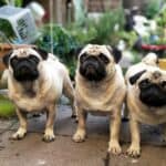 three fawn pugs