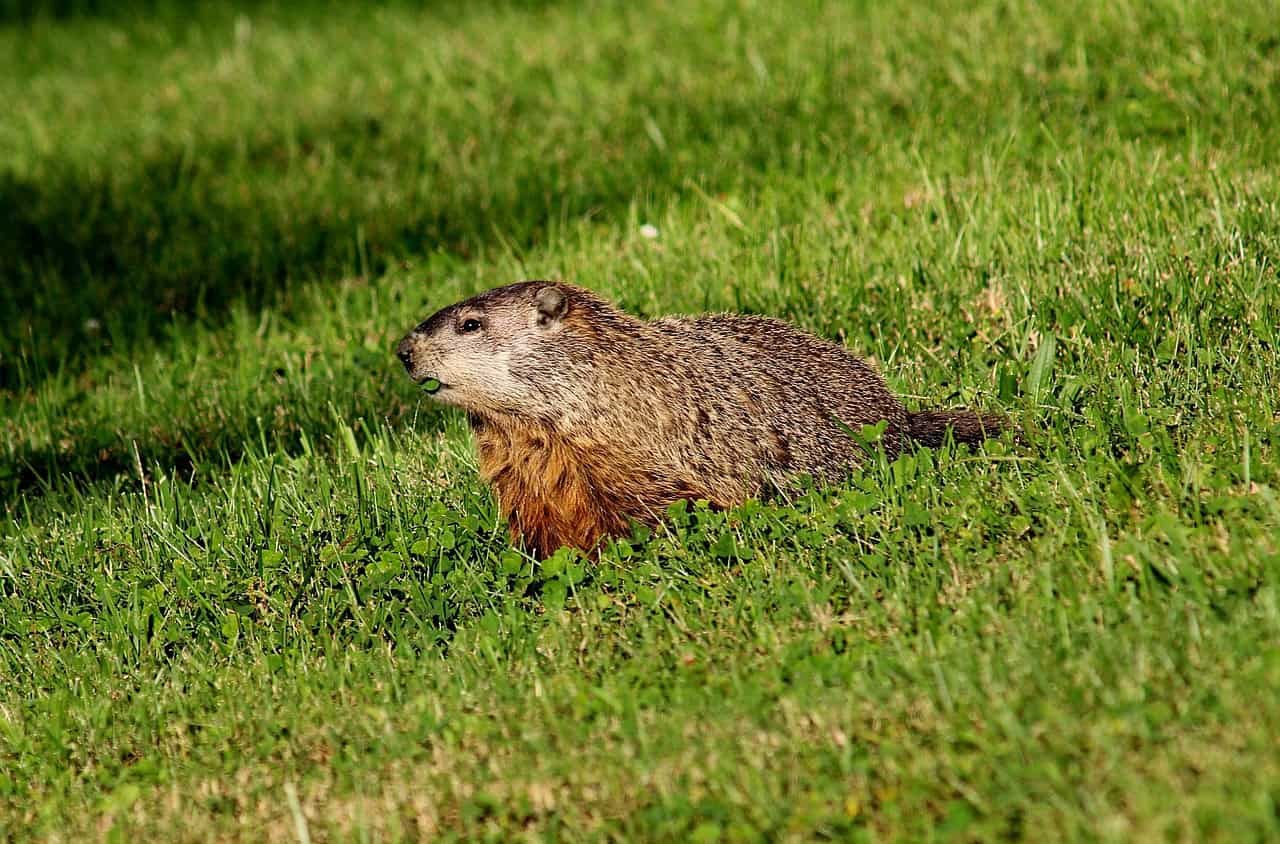 Woodchuck