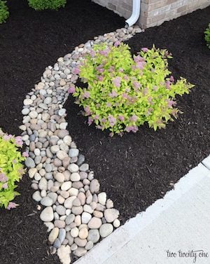 Front yard Downspout Path landscaping